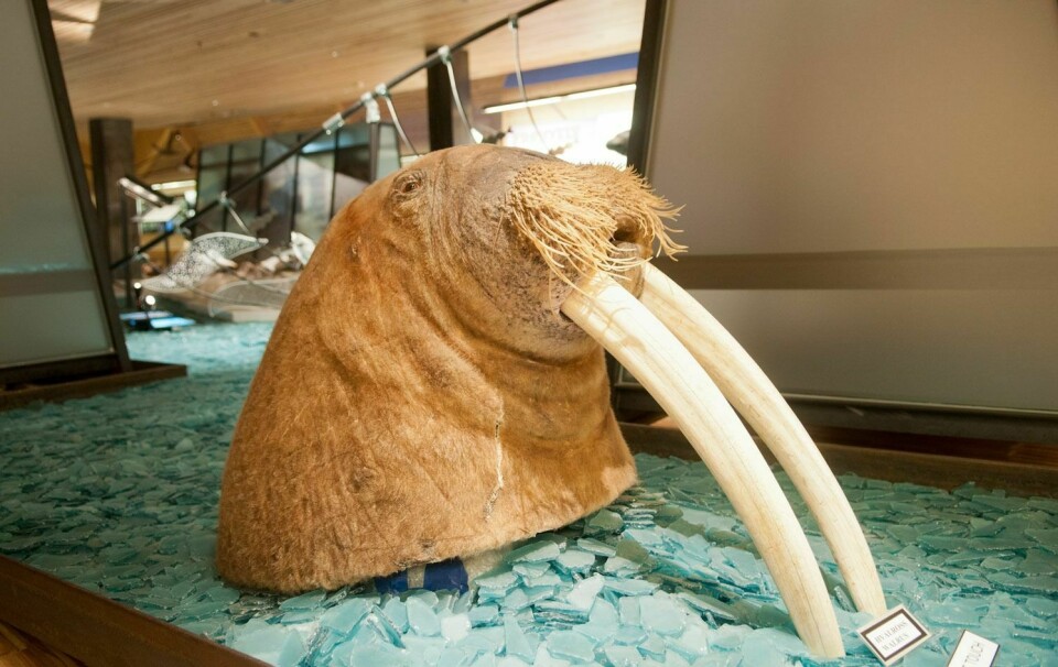 Gammel: Svalbard Museum ønsker å bytte ut dette hodet som er over 20 år gammelt.