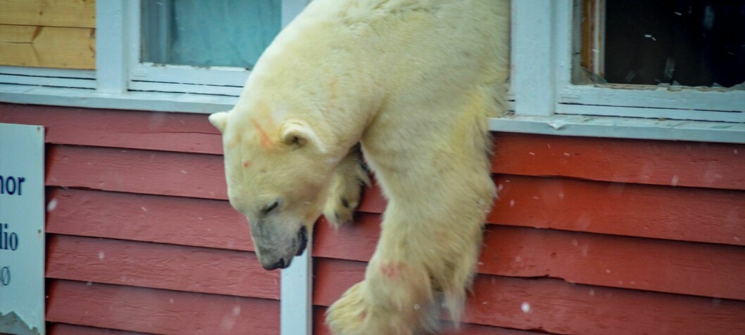 Isbjørn kan være utryddet på Svalbard om 50 år