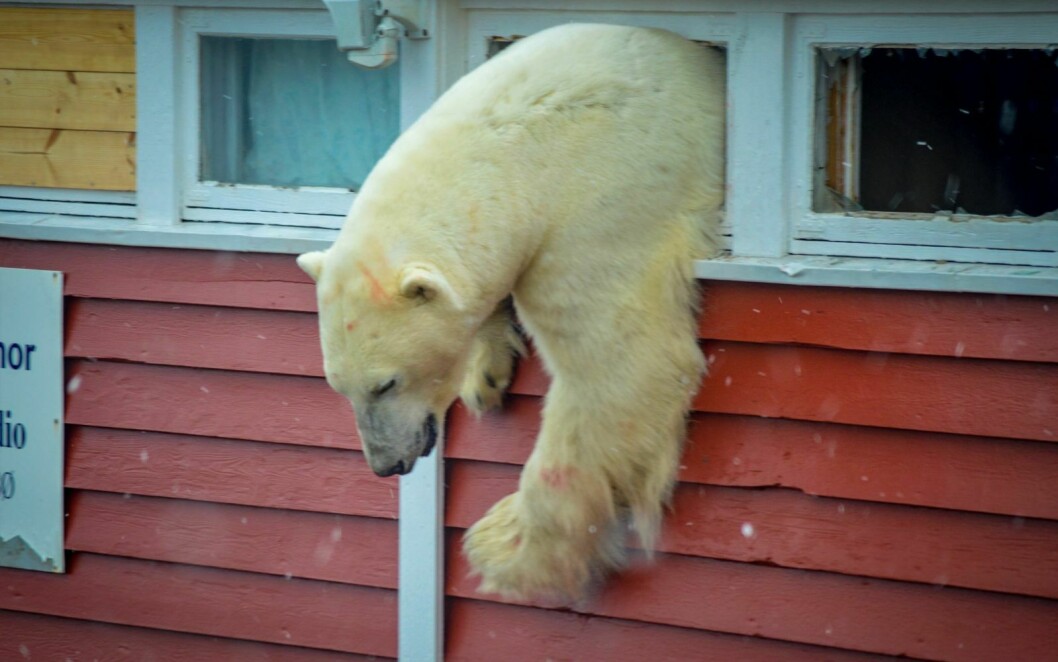 Innbruddsraid: Dette bildet ble tatt under isbjørnens innbruddsraid på Isfjord radio i 2018.