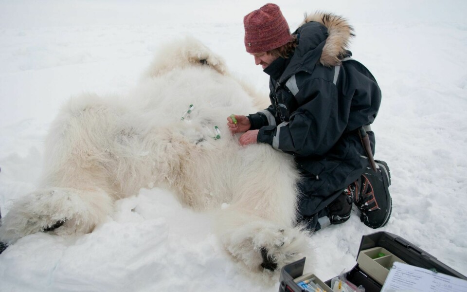 Forskning: Norsk Polarinstitutt har lang tradisjon på isbjørnforskning. Her er forsker Jon Aars som prøver å finne en blodåre for å ta prøver av isbjørnen.