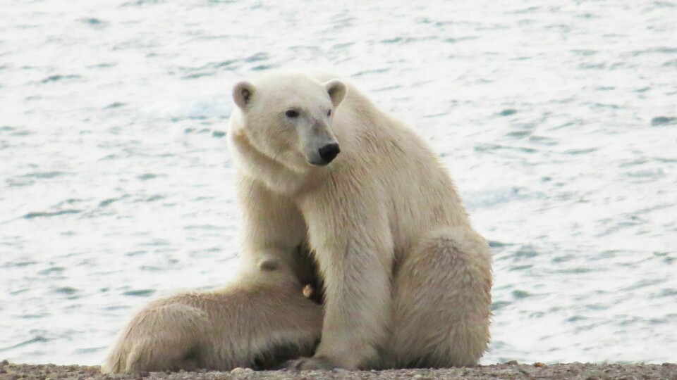 Miljøgifter: En tilleggsbelastning for isbjørn, etter perioder med matmangel, er at isbjørn får miljøgifter i seg via maten de spiser, fortrinnsvis sel. Dette kan skape helseskader. Miljøgifter som er lagret i fettet frigjøres i blodet når dyret sulter, og omfatter også tiden ungene ligger i hiet og dier, siden binna da ikke tar til seg næring. Isbjørnmelken er svært fettrik, og ungene blir spesielt utsatt for høye miljøgiftkonsentrasjoner.