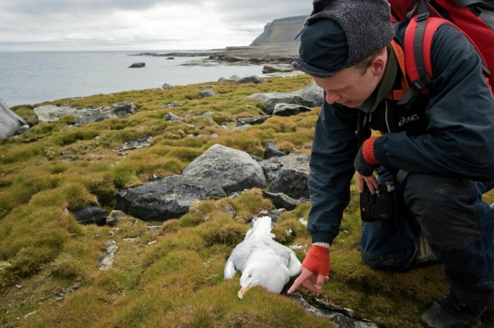 Død polarmåke: Siden 1970-tallet er det funnet døde og døende polarmåker på Bjørnøya i hekkesesongen. Obduksjon og analyse av vevsprøver fra disse fuglene har vist høye nivåer av ulike miljøgifter i hjerne og lever.