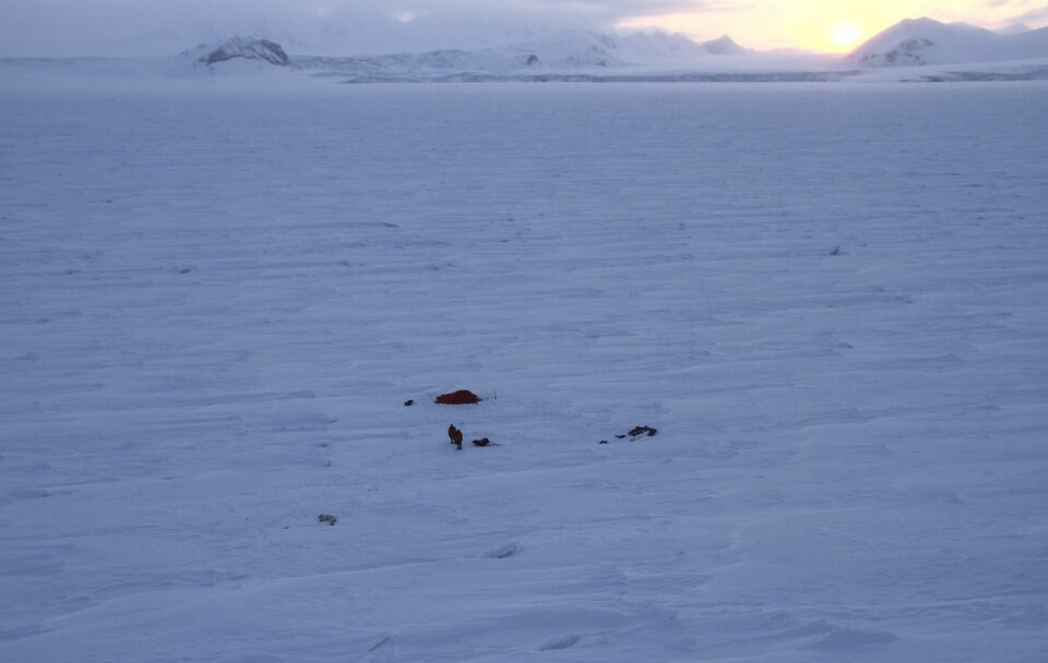 Skifølget var ute på isen i Isbukta da de ble angrepet av isbjørnen.