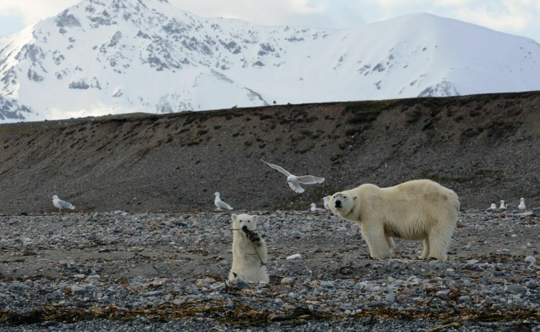 Isbjørn kan oppholde seg på fugleholmene i flere dager. Har den i tillegg bjørnunger, så leker de   mellom reirene og skremmer fuglene enda mer.