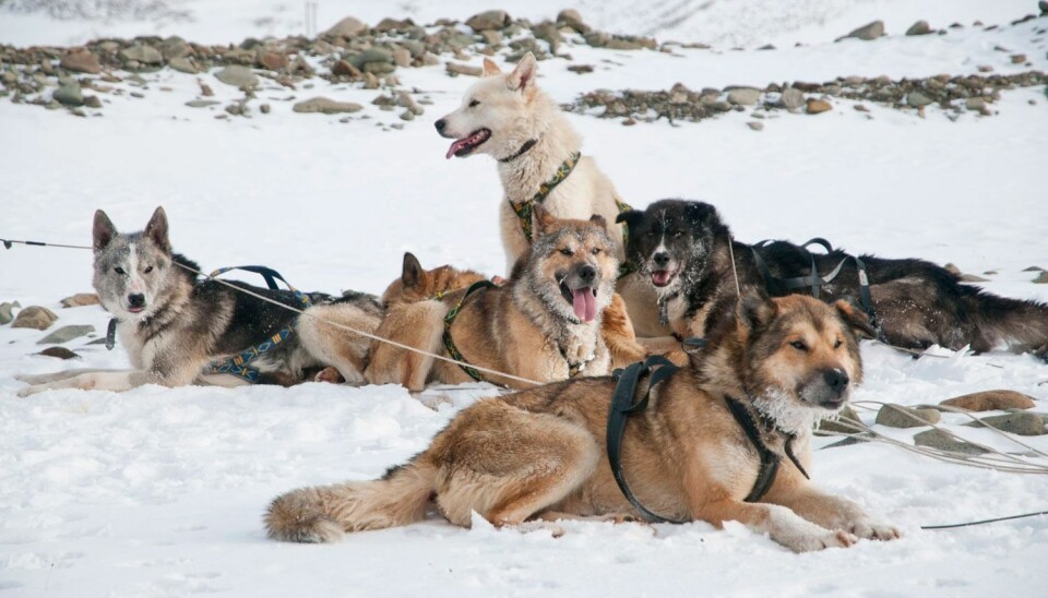 Fredag kom den ventede svalbardmeldingen fra regjeringen. Der foreslår de nå å innføre flere lover som skal sikre dyrene på Svalbard.