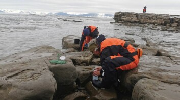 <strong class="nf-o-text--strong">Tanglopper: </strong>Ivrige forskere og studenter på jakt etter tanglopper - små rekelignede dyr - som lever under steiner og i bergsprekker i fjæra. Her fra Kvalvågen østpå hvor ingen tare klarer å etablere seg på grunn av langvarig isdekke og mye isskuring. <strong class="nf-o-text--strong">Tanglopper: </strong>Ivrige forskere og studenter på jakt etter tanglopper - små rekelignede dyr - som lever under steiner og i bergsprekker i fjæra. Her fra Kvalvågen østpå hvor ingen tare klarer å etablere seg på grunn av langvarig isdekke og mye isskuring.