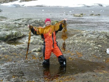 <strong class="nf-o-text--strong">Hornsund:</strong> Kontrastene er store i fjæresonen på Svalbard. Her fra Vest-Spitsbergen ytterst i Hornsund der tareskogen har etablert seg helt opp til overflaten. Østpå finner vi tett tareskog først på tre meters dyp på grunn av isskuring. <strong class="nf-o-text--strong">Hornsund:</strong> Kontrastene er store i fjæresonen på Svalbard. Her fra Vest-Spitsbergen ytterst i Hornsund der tareskogen har etablert seg helt opp til overflaten. Østpå finner vi tett tareskog først på tre meters dyp på grunn av isskuring.