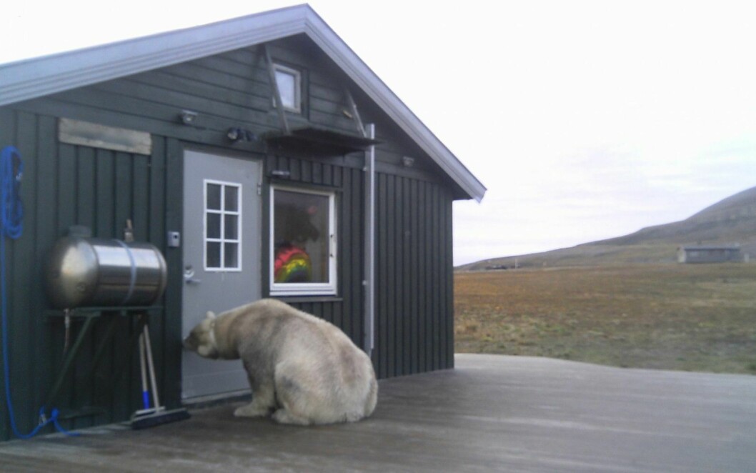 Isbjørnbinna som har vært på Vindodden de siste dagene er den samme som ble flydd nordover i fjor høst.