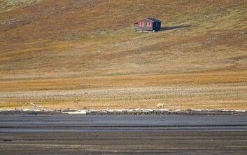 HYTTEBJØRN: Isbjørnen som kom til Hiorthhamn natt til mandag, ble besluttet jaget tirsdag kveld etter at hun hadde gjort hytteinnbrudd i området. HYTTEBJØRN: Isbjørnen som kom til Hiorthhamn natt til mandag, ble besluttet jaget tirsdag kveld etter at hun hadde gjort hytteinnbrudd i området.