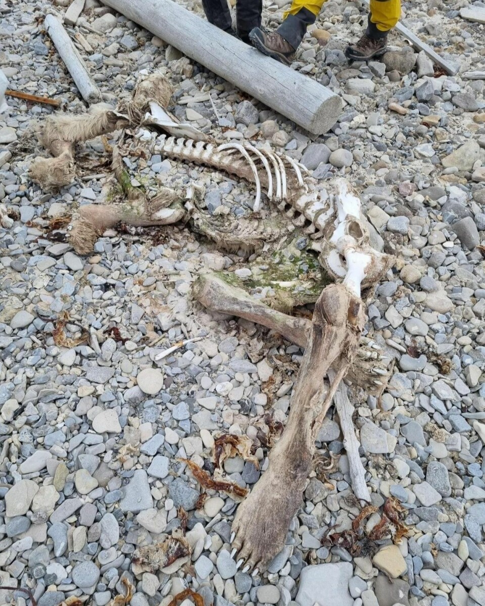 Fant død isbjørn på strandrydding
