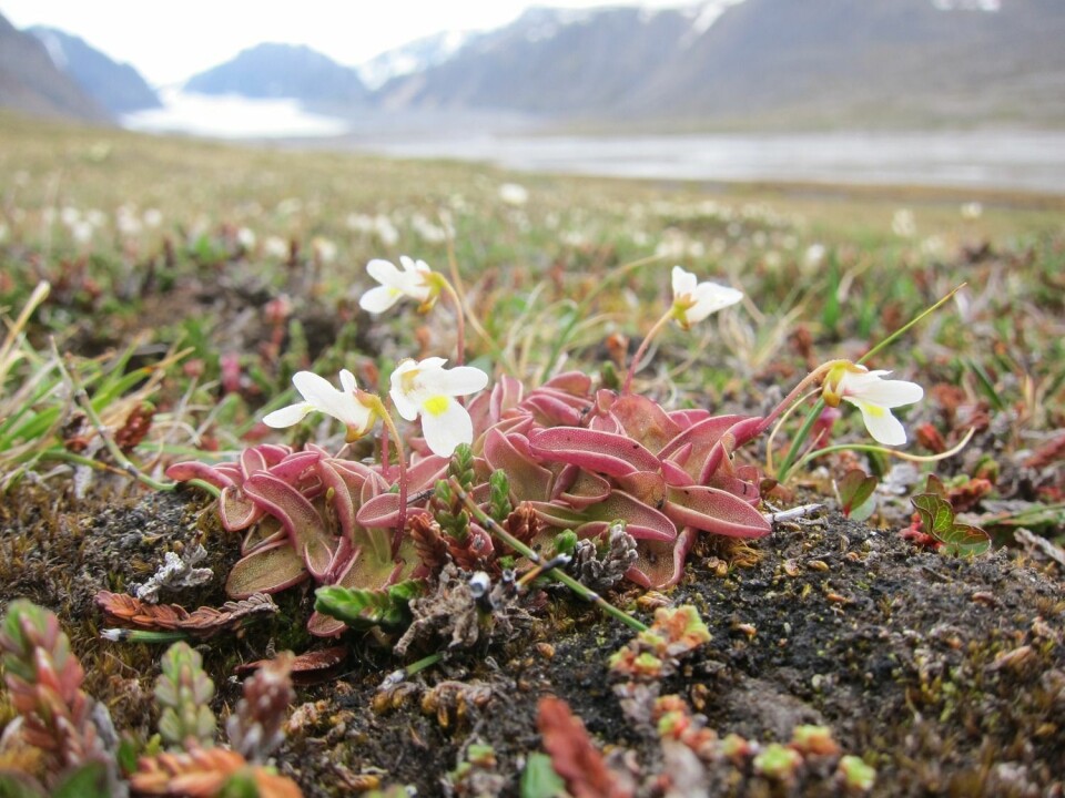 Om fjelltettegress ikke er en ny plante på Svalbard, så er detn i alle fall ikke oppdaget før i sommer. Og da i Wijdefjorden.