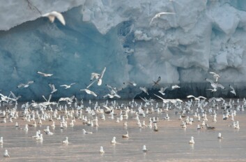 <strong class="nf-o-text--strong">ELDORADO:</strong> Vannet ved brefronten er næringsrikt. Hit kommer sel, sjøfugler og andre dyr for å finne føde, som dyreplankton. På bildet ser vi krykkjer foran Kronebreen i Kongsfjorden på Svalbard.