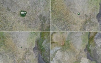 <strong class="nf-o-text--strong">Dronebilete:</strong> Bilete er tatt med drone på høgder frå 10-100 meter over bakken med eit ordinært kamera. Bileta gir ein god illustrasjon av vegetasjonsresponsen kring kadaveret. <strong class="nf-o-text--strong">Dronebilete:</strong> Bilete er tatt med drone på høgder frå 10-100 meter over bakken med eit ordinært kamera. Bileta gir ein god illustrasjon av vegetasjonsresponsen kring kadaveret.