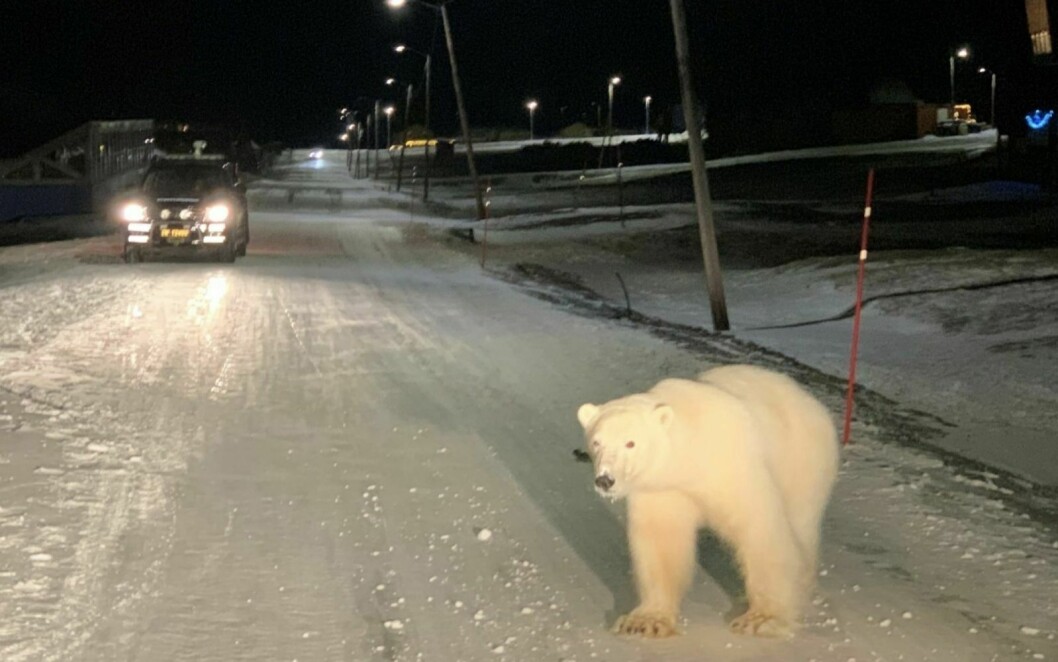 En av de to isbjørnene som besøkte sentrum julen 2019 ble skutt. Saken ble i ettertid etterforsket av Spesialenheten for politisaker.