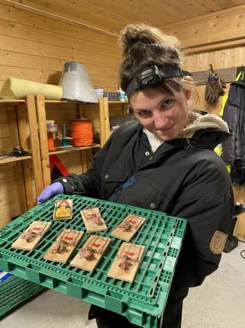 Kristin Eriksson er klar med musefellene. Kristin Eriksson er klar med musefellene.