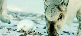 Dyrelivet på Svalbard under 