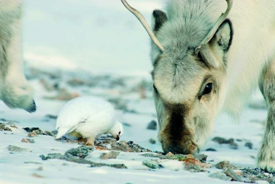 Svalbardrypa og svalbardreinen er to av fire varmblodige overvintrere på Svalbard