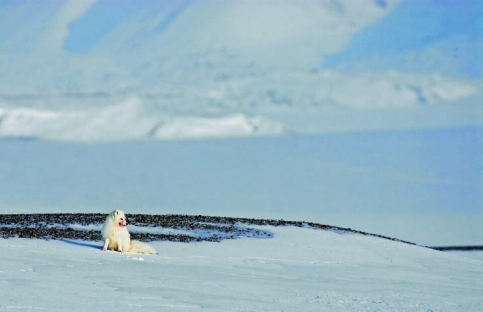 Fjellrev på Svalbard.