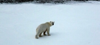 Isbjørn ble klimafast på Hopen