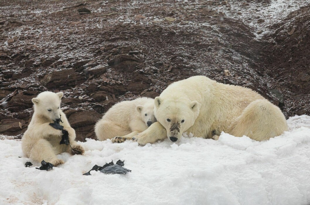 Plast: Isbjørnunger observert på nordvesthjørnet av Svalbard for noen år siden. Ungene kom over et stort stykke plast og tygget i vei på dette. Man kan tenke seg at det vil være skadelig for bjørnene. Stedet ble rapportert inn til daværende Sysselmannen og plastikk og ei stor not på samme sted ble fjernet etter vår rapportering om dette. Slik rapportering om søppel gjør vi regelmessig.