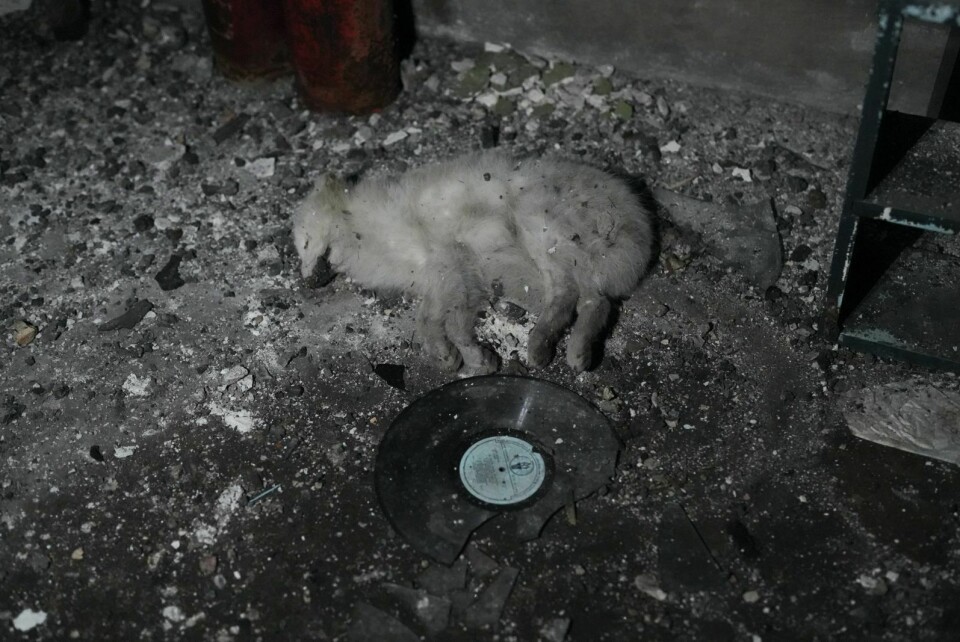 Død og vinyl: En død polarrev og litt vinyl.