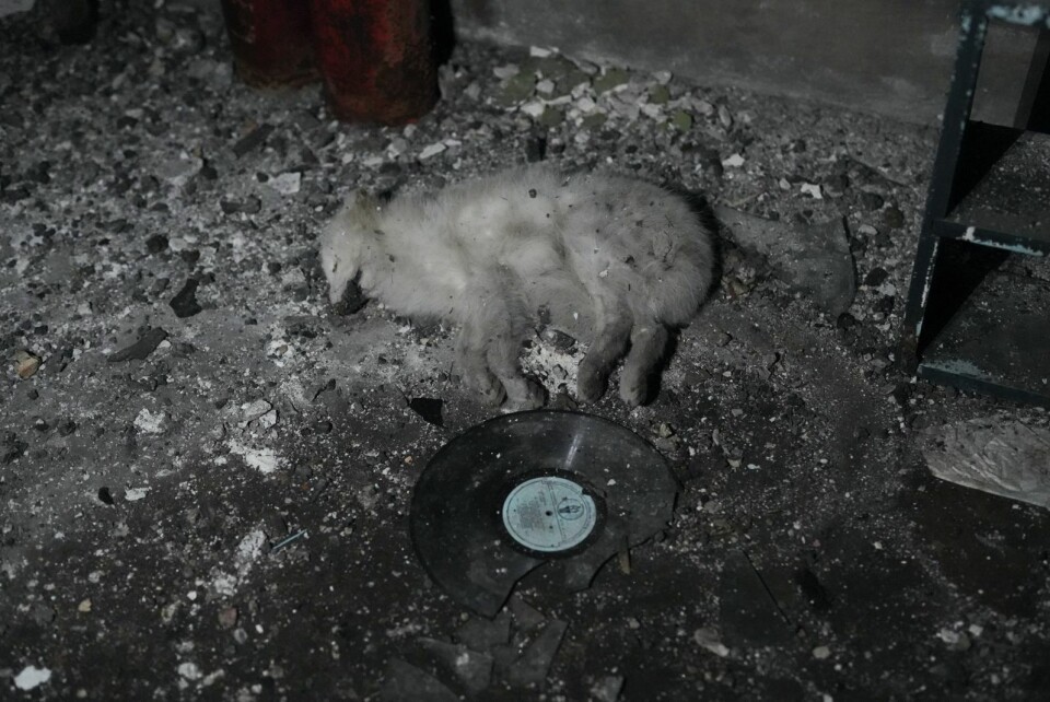 Død og vinyl: En død polarrev og litt vinyl. Død og vinyl: En død polarrev og litt vinyl.