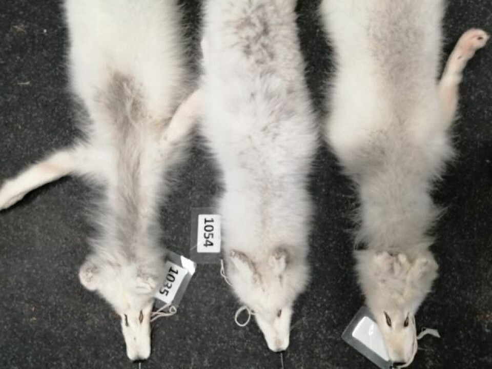 Pelslus: Rev fra Bødalen og Colesdalen med pelslus. De viser hvordan pelsen blir skadet. Pelsen i midten normal de to på sidene er skadet av lus. Pelslus: Rev fra Bødalen og Colesdalen med pelslus. De viser hvordan pelsen blir skadet. Pelsen i midten normal de to på sidene er skadet av lus.