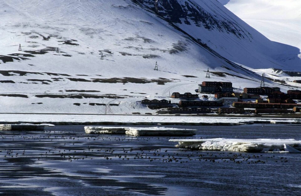 Fjæreplytt i Adventdalsdeltaet. Fjæreplytt i Adventdalsdeltaet.