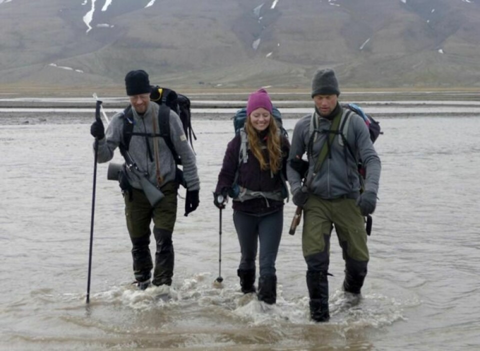 Teamet fra UiT - Norges arktiske universitet krysser elva i Adventdalen under teletoktet i juni. Også de har kommet fram til at reintallet nå har stabilisert seg på et rekordhøyt nivå.