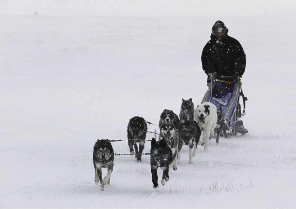 Hundeløpet Trappers Trail skal starte fra Longyearbyen lørdag. Det vil bli strengere veterinærkontroll på grunn av sykdomsutbruddet. Bildet er av Tommy Jordbrudal som vant løpet for noen år tilbake.