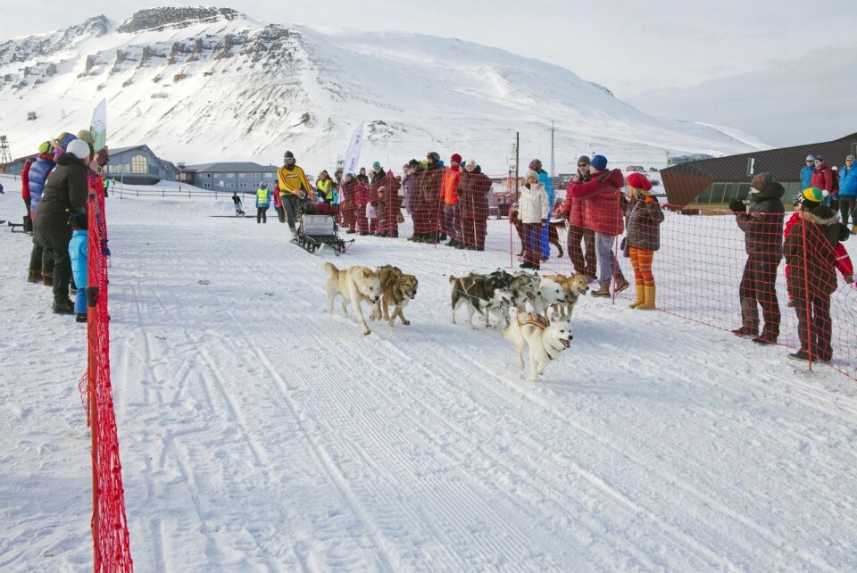 Stefan Claes kjører ut fra start på årets Trappers Trail. Årets utgave av hundeløpet er sterkt amputert på grunn av utbruddet av kennelhoste.