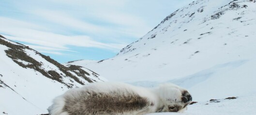 Døde dyr skaper liv på tundraen