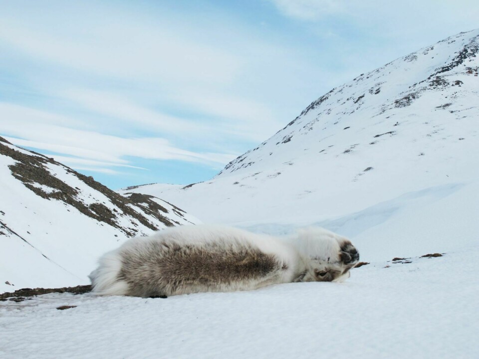 Økt dødelighet: Mildere klima og stadig mer regn på Svalbards tundra, øker dødeligheten hos reinsdyrene. Kadavrene er på sin side et godt tilbud av mat og levested for mange arter.