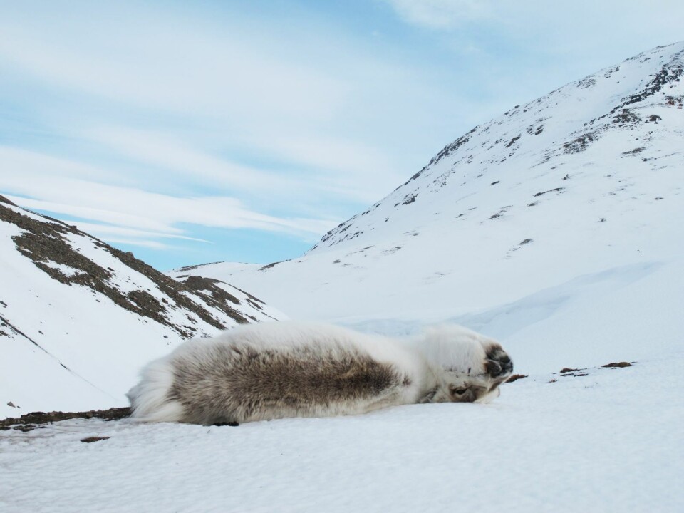 Økt dødelighet: Mildere klima og stadig mer regn på Svalbards tundra, øker dødeligheten hos reinsdyrene. Kadavrene er på sin side et godt tilbud av mat og levested for mange arter. Økt dødelighet: Mildere klima og stadig mer regn på Svalbards tundra, øker dødeligheten hos reinsdyrene. Kadavrene er på sin side et godt tilbud av mat og levested for mange arter.