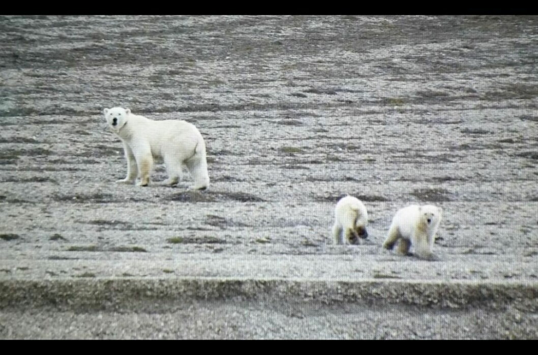 Møte med ei isbjørnbinne med to unger gjorde inntrykk.