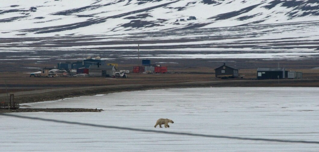 Isbjørnen streifet Longyearbyen natt til i går. Den gikk over Isdammen, og forsvant etter hvert innover i Todalen.