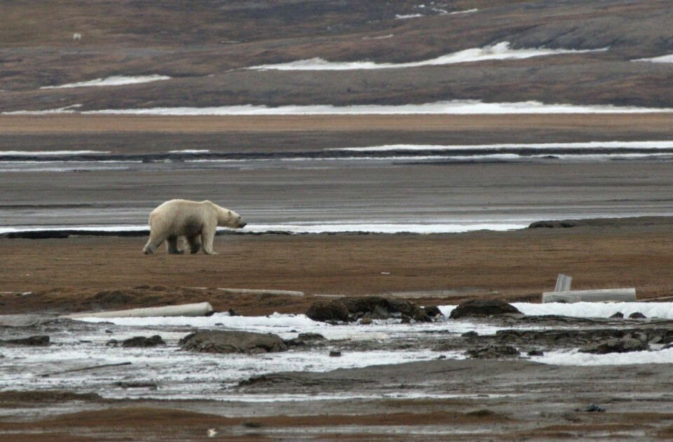Isbjørnen kom helt i nærheten av Longyearbyen natt til onsdag.