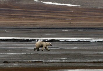 Isbjørnen kom helt i nærheten av Longyearbyen natt til onsdag. Isbjørnen kom helt i nærheten av Longyearbyen natt til onsdag.