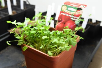 Micro-greens thrive under ideal conditions.