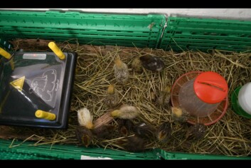 Quails cackle in a corner inside Stormessa. Quails cackle in a corner inside Stormessa.