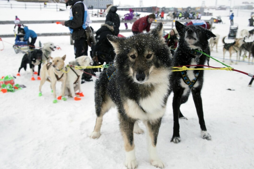 Det blir hundeliv i helga. 23 spann kjører ut fra Longyearbyen lørdag, og kommer i mål igjen ved Huset søndag. Det er klart for den 11. utgaven av Trappers Trail. Det blir hundeliv i helga. 23 spann kjører ut fra Longyearbyen lørdag, og kommer i mål igjen ved Huset søndag. Det er klart for den 11. utgaven av Trappers Trail.