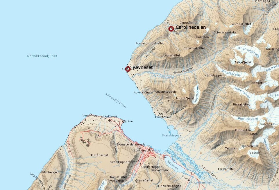 Binna og ungene ble først observert i Carolinedalen da de var på vei mot Revneset, på andre siden av Adventfjorden.