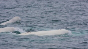 Hvithval med satelittsendersom samler inn data om hvor hvalene oppholder seg og hvor dypt og lenge de dykker. Hvithval med satelittsendersom samler inn data om hvor hvalene oppholder seg og hvor dypt og lenge de dykker.
