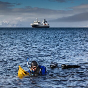 UNIS student på bachelorkurset i arktisk marinbiologi snorkler etter tarearter med forskningsfartøyet Helmer Hanssen i bakgrunnen. UNIS student på bachelorkurset i arktisk marinbiologi snorkler etter tarearter med forskningsfartøyet Helmer Hanssen i bakgrunnen.