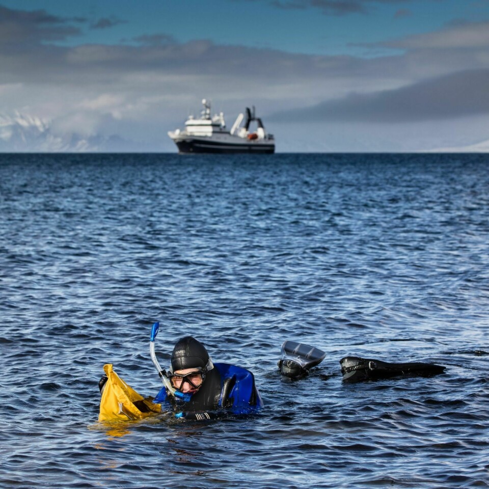 UNIS student på bachelorkurset i arktisk marinbiologi snorkler etter tarearter med forskningsfartøyet Helmer Hanssen i bakgrunnen.