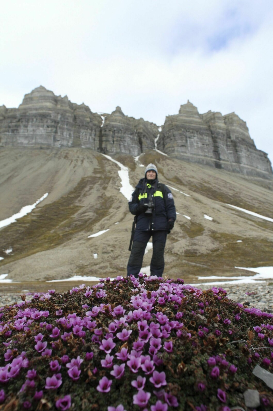 ROSA TUER: Rødsildre er en kjent og kjær art på Svalbard, og forskning viser at planten tilpasser seg et våtere klima.