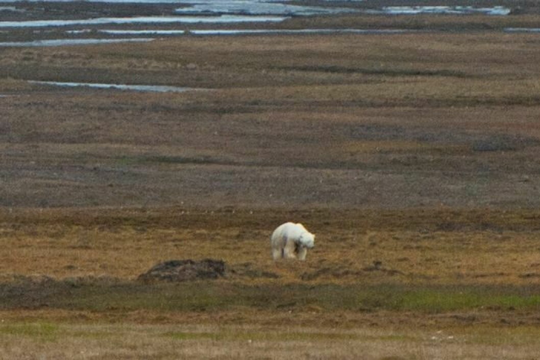 Isbjørnbinna begynte etterhvert å bevege på seg. Da besluttet politiet å flytte sperringene ned til den gamle flystripa i Adventdalen.