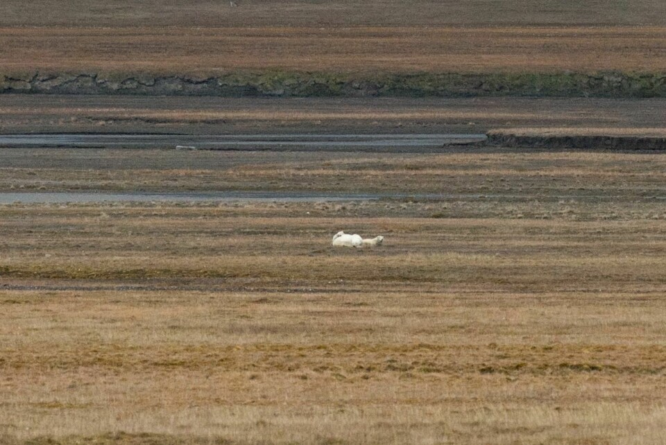 Ei isbjørnbinne med to unger er på besøk i Adventdalen.