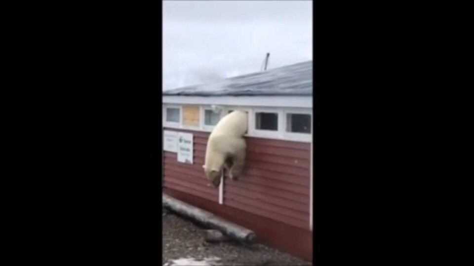 The polar bear broke into the dry storage room at Isfjord Radio through an entryway.