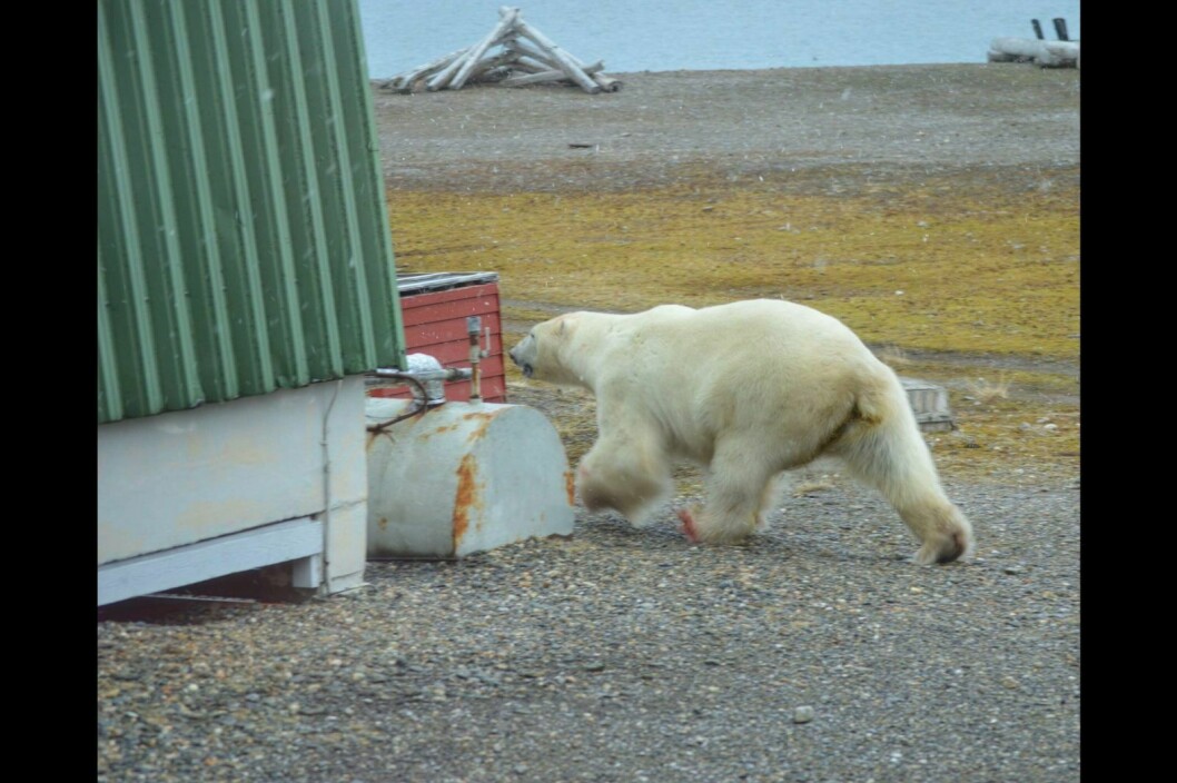 Den unge hannbjørnen ble skremt vekk fra Isfjord Radio søndag formiddag. Nå er den tilbake i området.